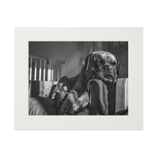 Sleepy Boxer #1 Art Print